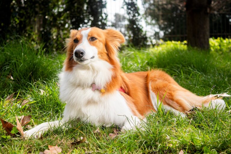 Słynne filmowe psy. Znasz je wszystkie?