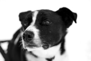 Ile trwa adopcja psa ze schroniska? Realistyczny harmonogram i czynniki, które go wydłużają