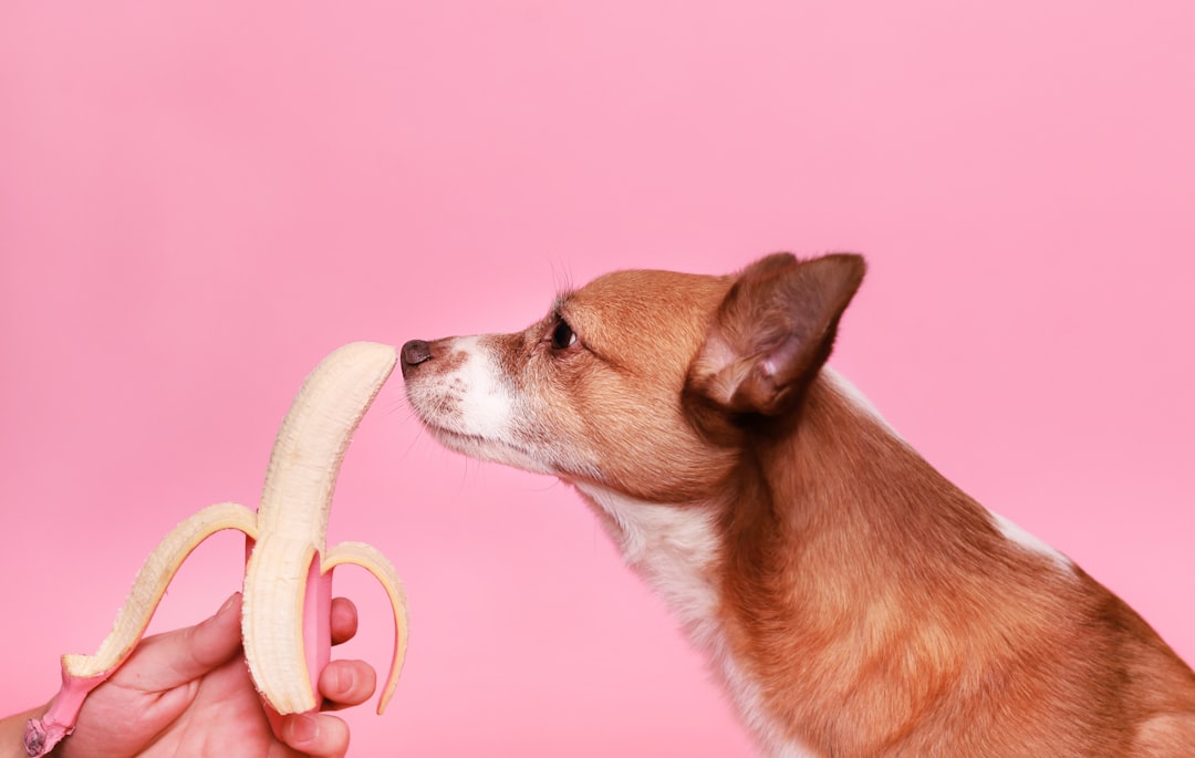 Beagle: jak zapanować nad apetytem i tropieniem? Żywienie + trening