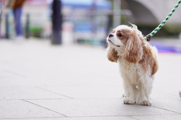 Kiedy jest dzień psa? Jak zrobić z tego dzień dobrej akcji: edukacja, wsparcie schronisk i adopcji
