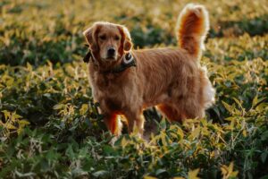 Dieta dla psa: jak policzyć kalorie i dopasować porcje do wagi oraz aktywności?