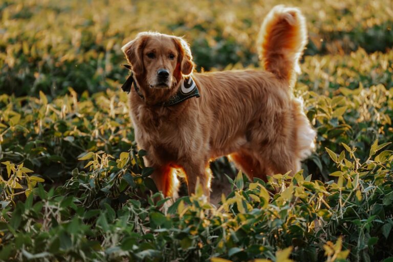 Dieta dla psa: jak policzyć kalorie i dopasować porcje do wagi oraz aktywności?