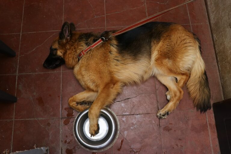 Karma dla psa po kastracji - jak kontrolować wagę i apetyt po zabiegu? [Plan żywienia]