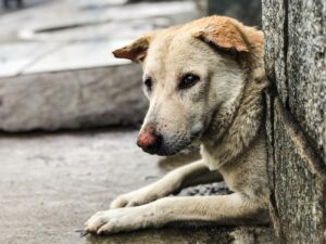 Jak zostać wolontariuszem w schronisku i dlaczego warto?