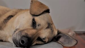 Buldog francuski – jak karmić i pielęgnować, by ograniczyć problemy skórne i oddechowe?