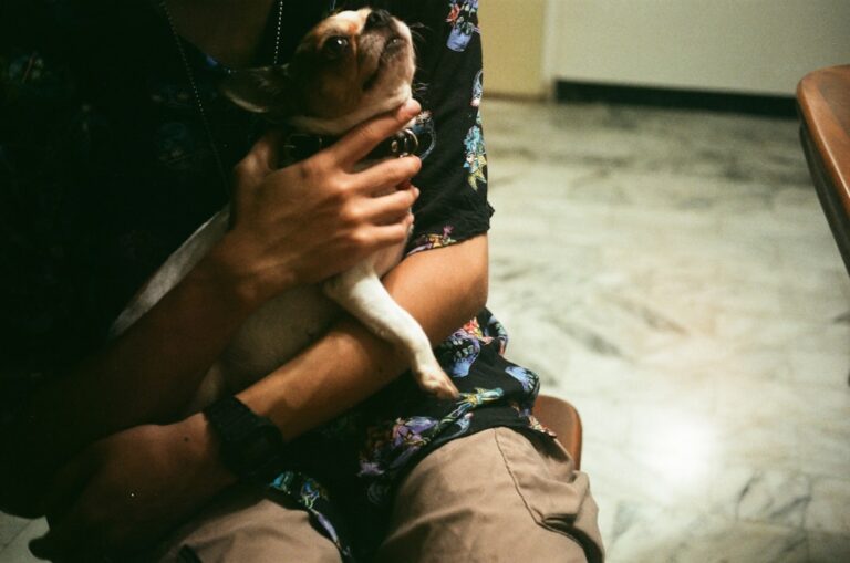 Małe pieski ze schroniska – na co zwrócić uwagę na spotkaniu i przy odbiorze psa?