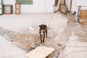 Owczarek belgijski: jak prowadzić aktywnego psa (żywienie, trening, regeneracja)